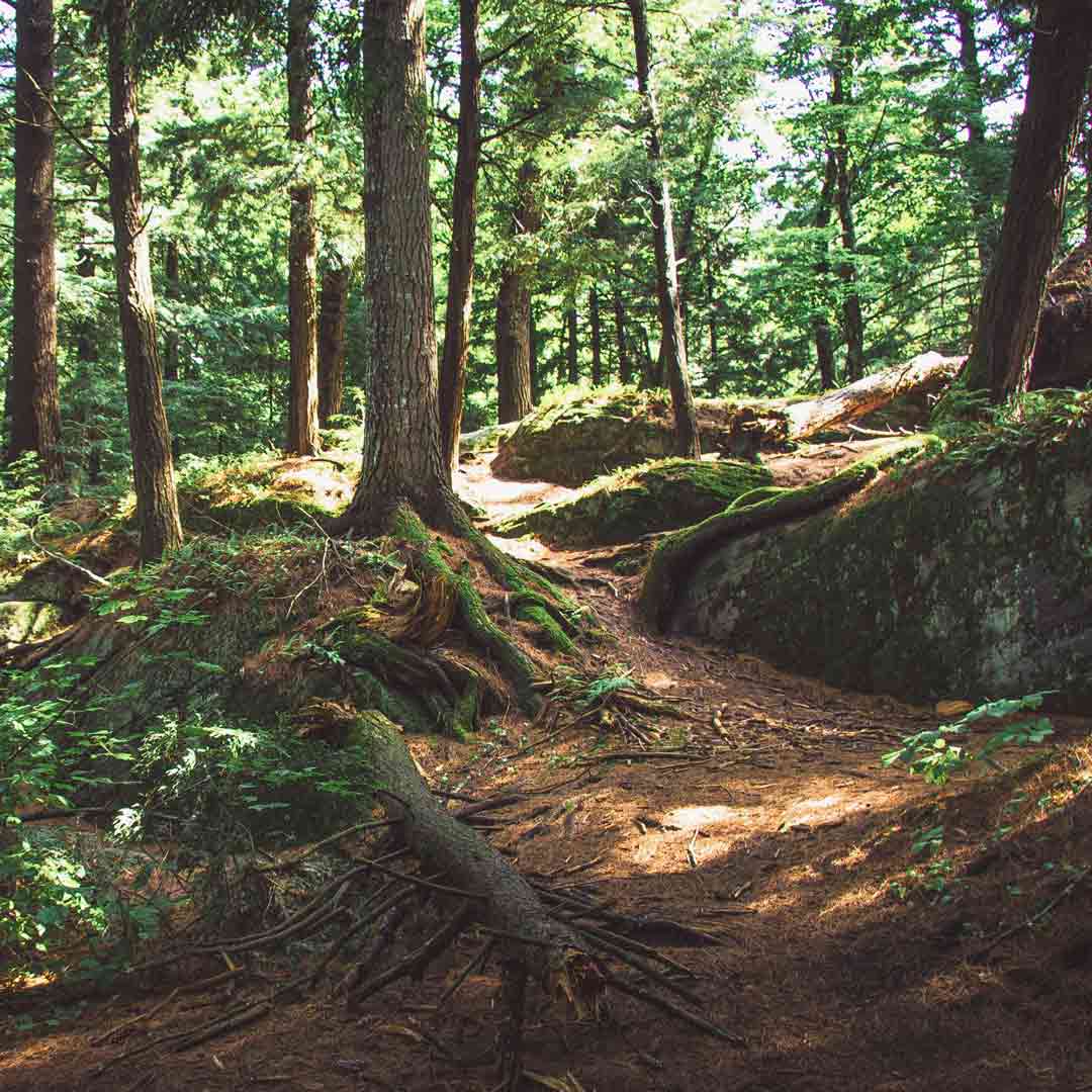 Umwelt Bild Wald